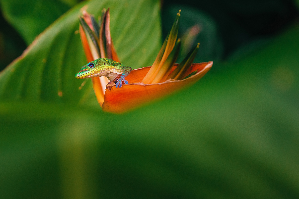 award winning wildlife photography gecko by andy stenz