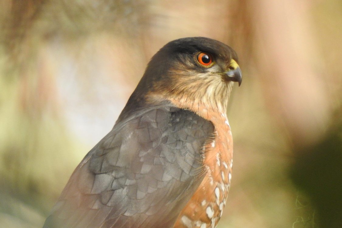 award winning bird photography hawk by tom myers