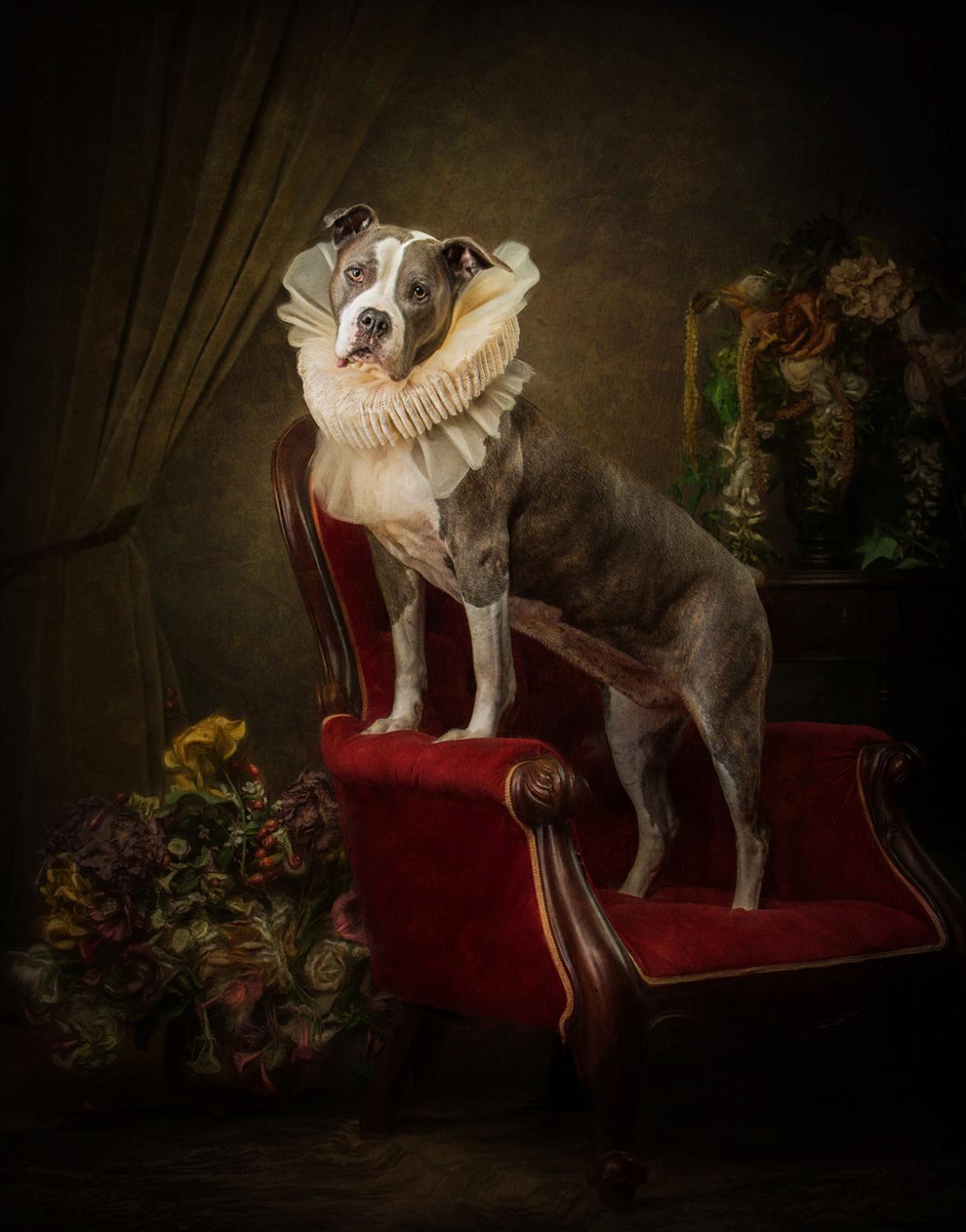 award winning animal photography by lisa asp