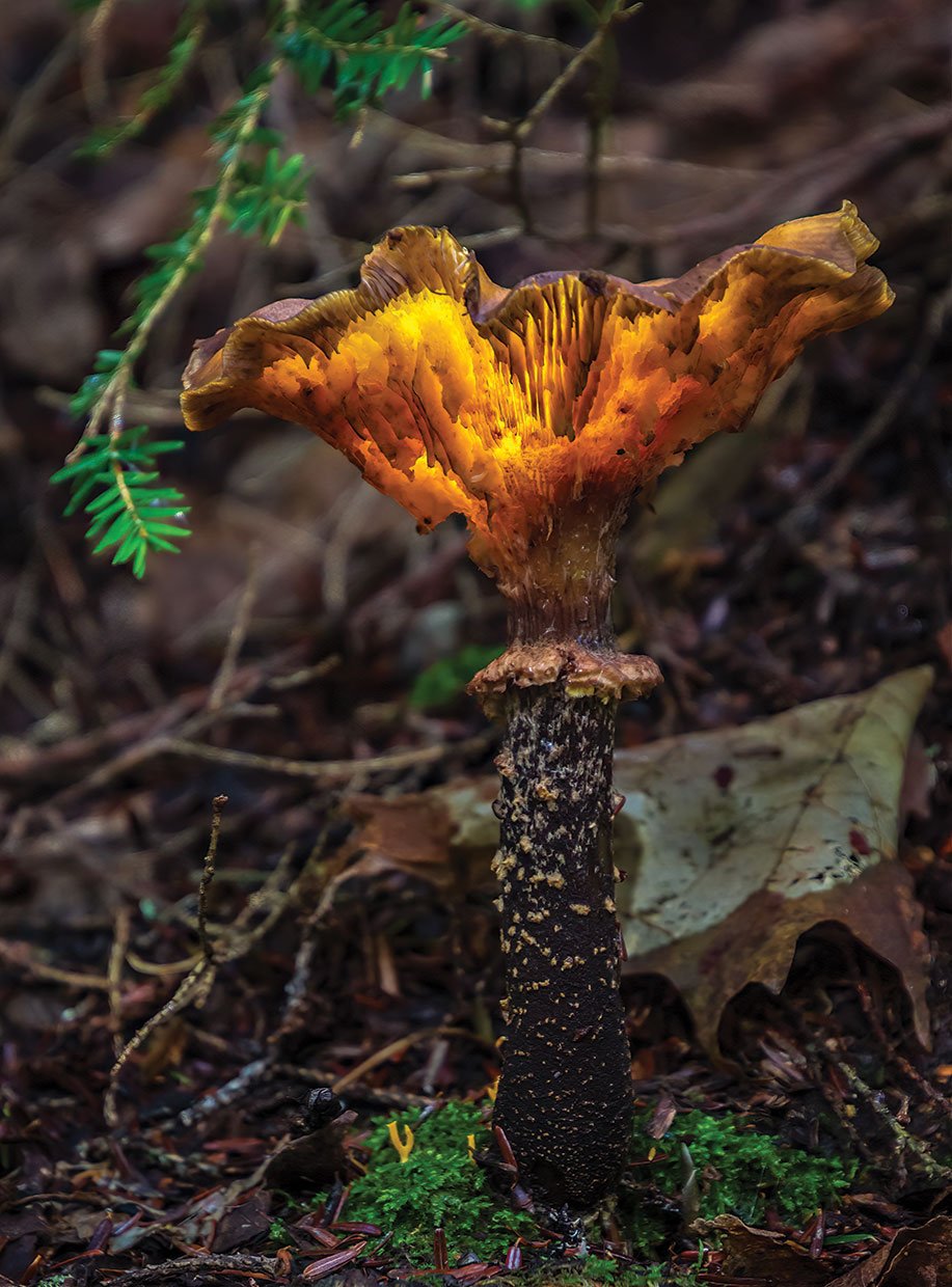 award winning photography mushroom by dale fehr
