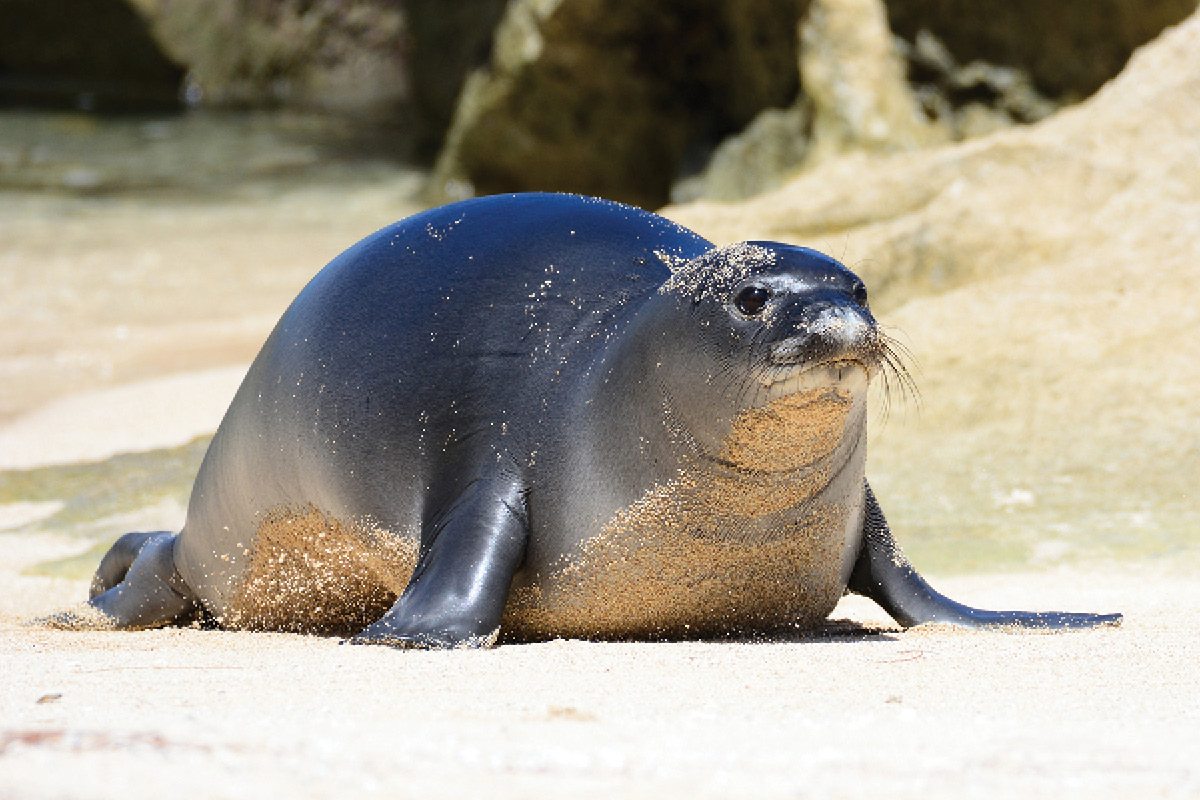 award winning wildlife phtography monk seal by jason o rourke