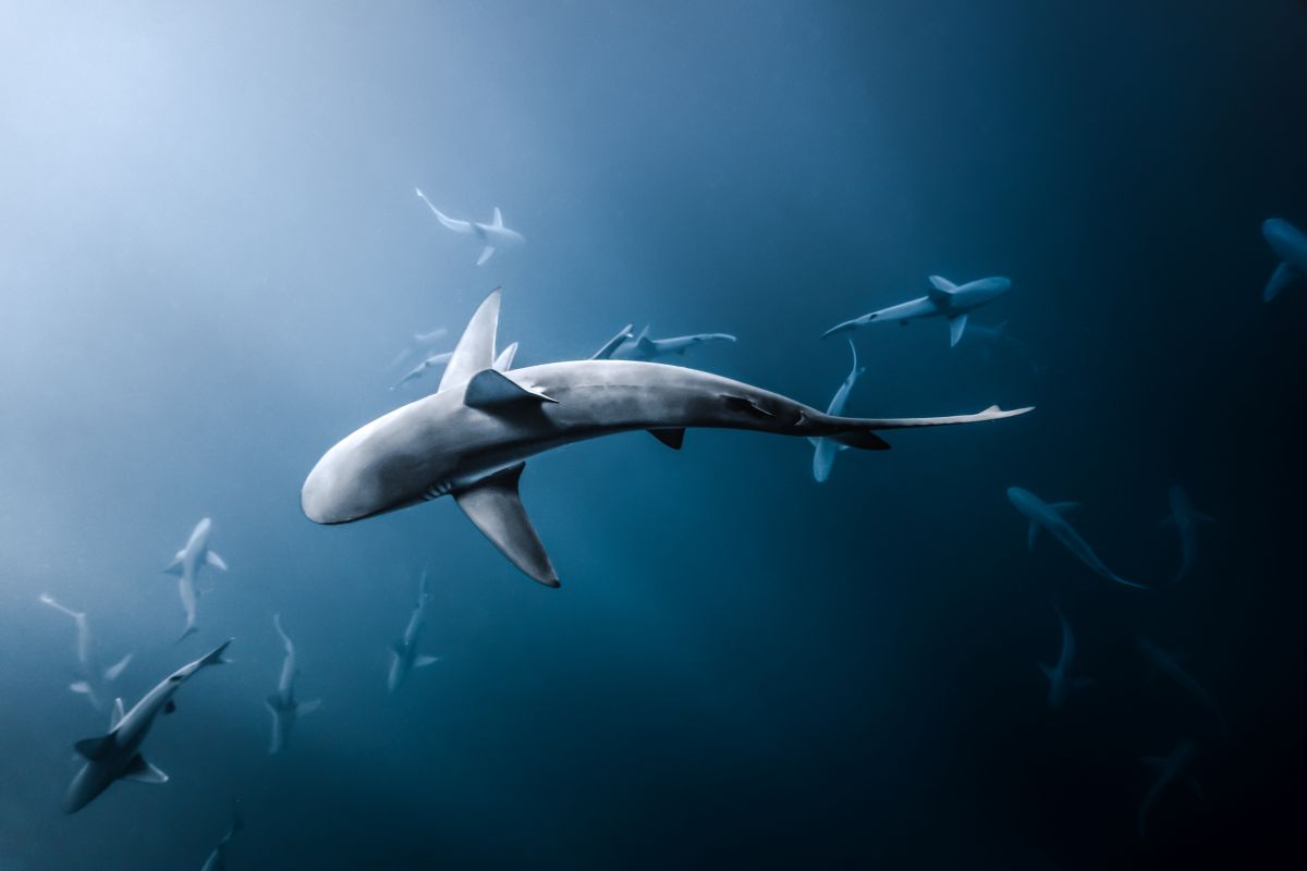 award winning underwater phtography sharks by philip vu waikikki