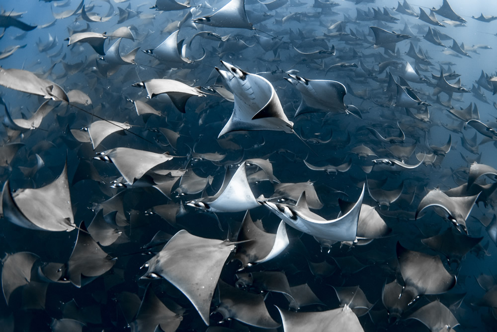 award winning underwater photography stingray by nadia aly