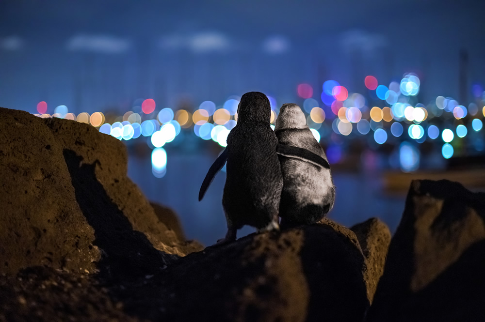 ocean photography penguin by tobias baumgaertner