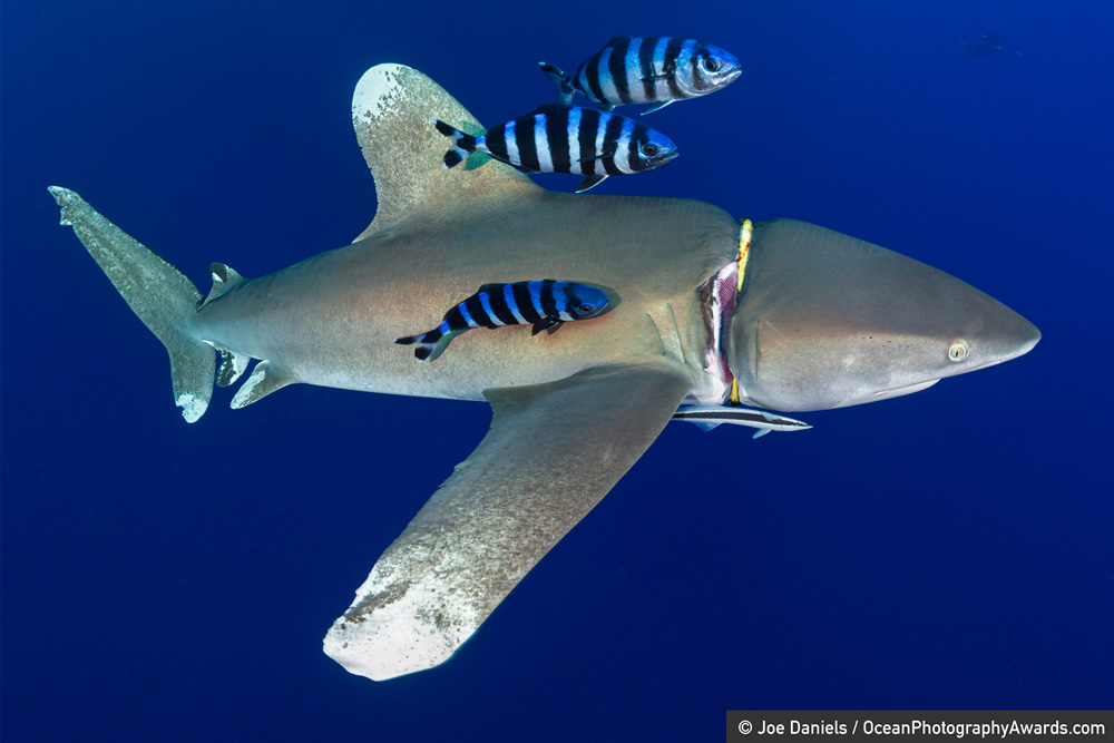 award winning underwater marine life ocean photography by joe daniels