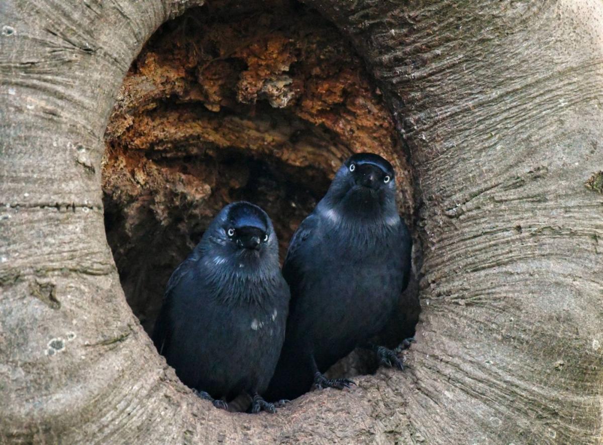 best bird photography two jackdaws tree hollow