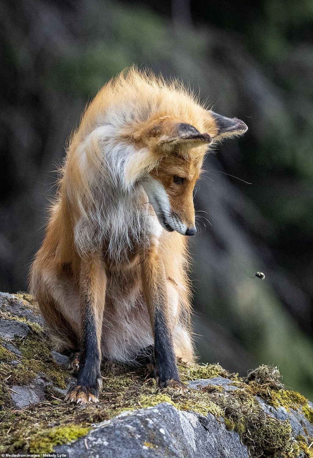 best wildlife photography red fox by melody lytle