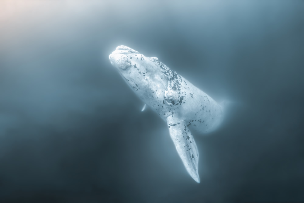 underwater sea animal photography by magnus lundborg
