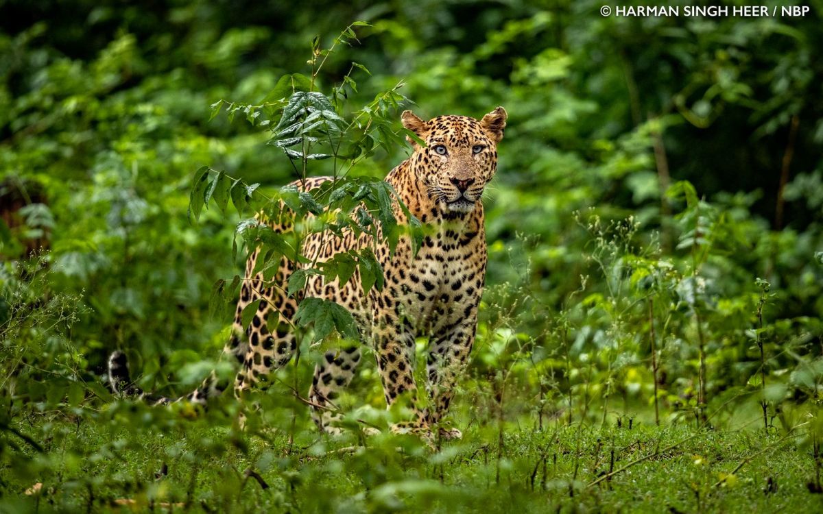 wildlife photography cheetah by harman singh heer