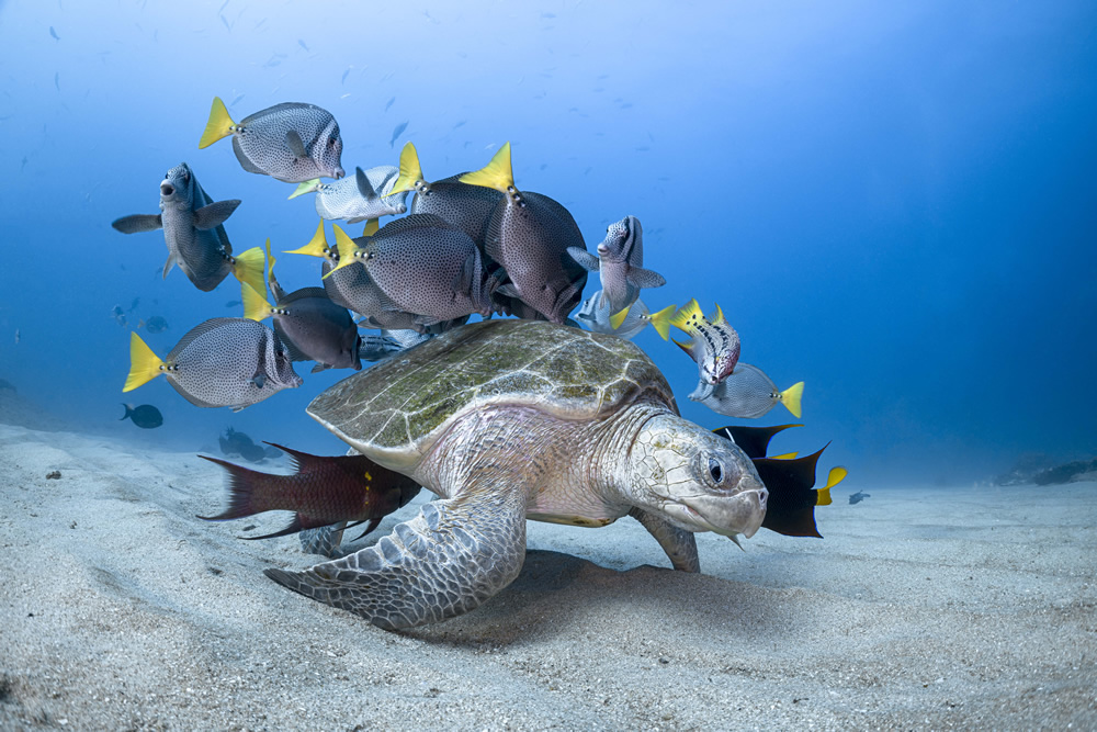 underwater sea animal photography turtle by henley spiers