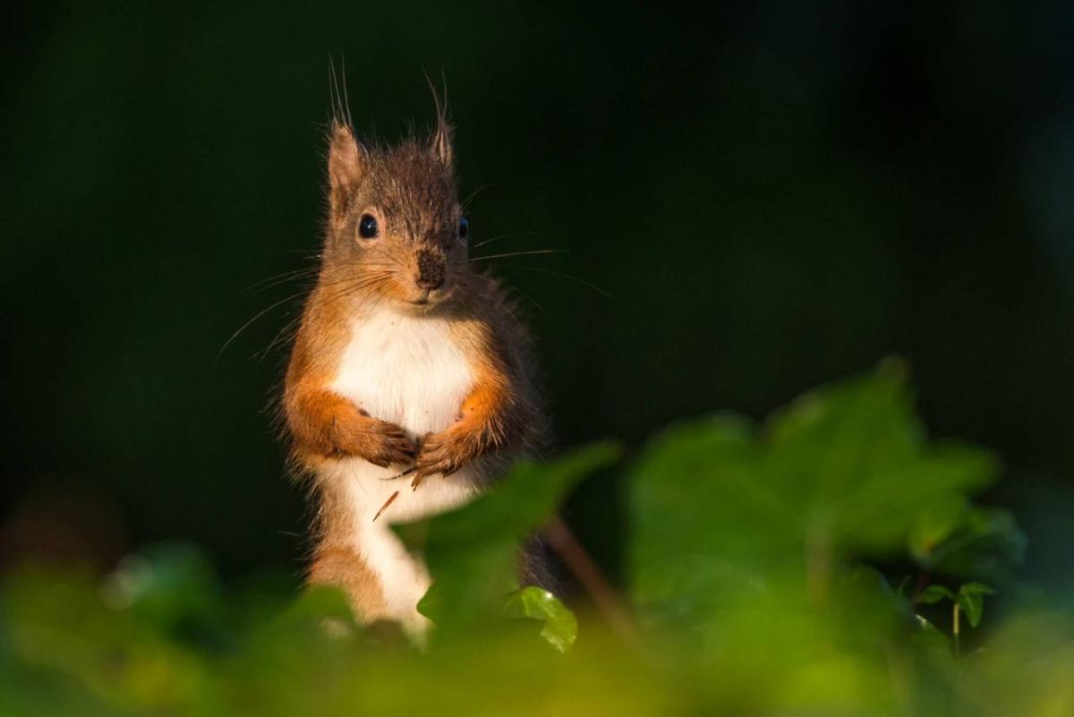 readers photography competition red squirrel by chris martin