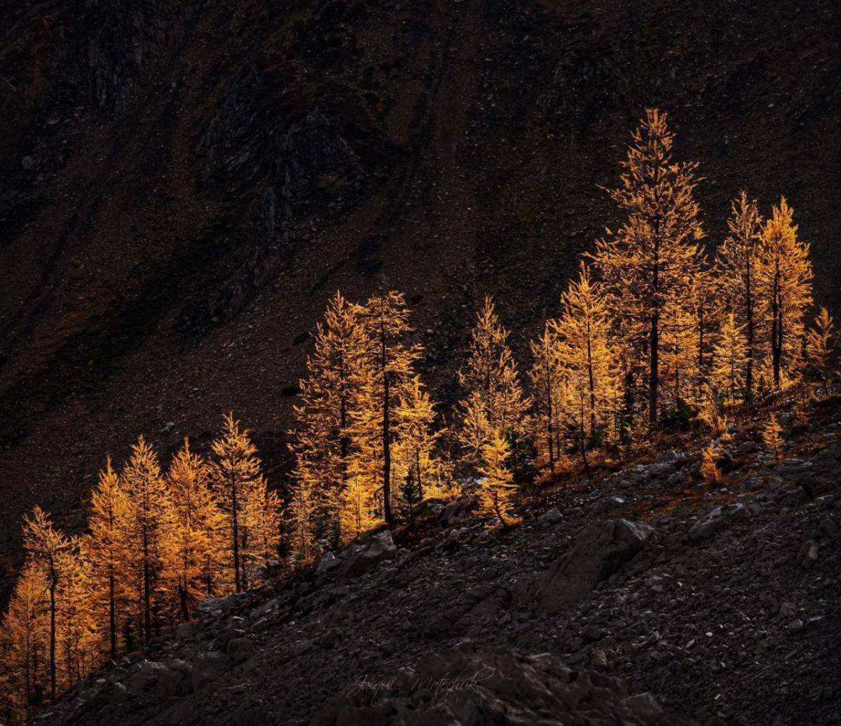 landscape photography golden hues by jacquie matechuk