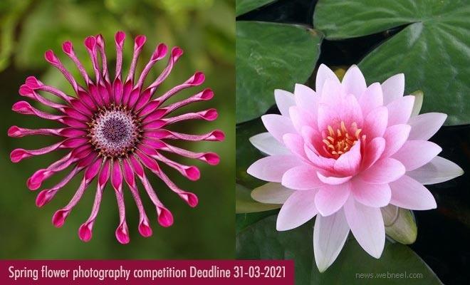 https://news.webneel.com/file/imagecache/preview/blog/2021/flower-photography-contest.jpg