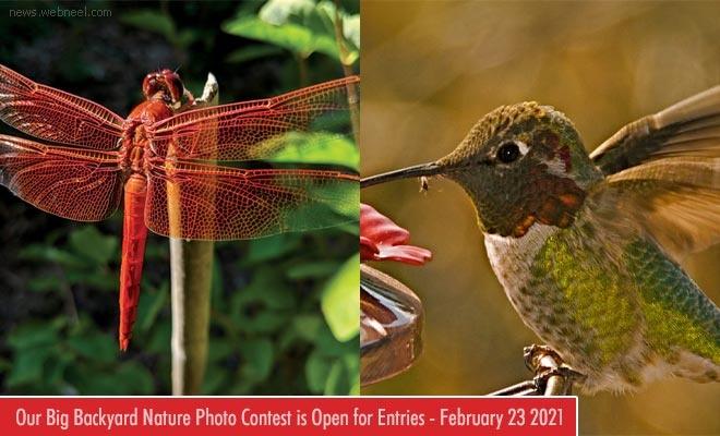 https://news.webneel.com/file/imagecache/preview/blog/2021/nature-photo-contest.jpg