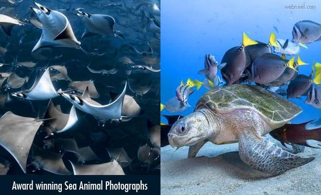 https://news.webneel.com/file/imagecache/preview/blog/2021/sea-animal-photography-ocean.jpg