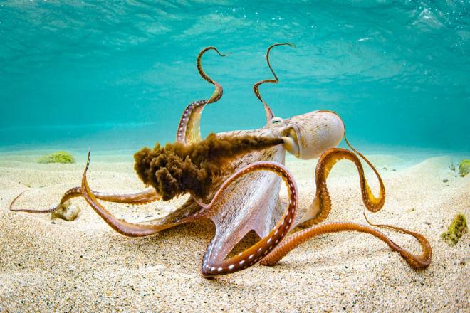 1-award-winning-underwater-phtography-octopus-by-shane-myers.jpg